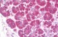 DERL2 / Derlin-2 Antibody
